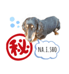 ミニチュアダックスの気ままなランチ⑪（個別スタンプ：5）
