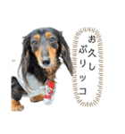 ミニチュアダックスの気ままなランチ⑪（個別スタンプ：7）