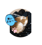 マリ＆カツ（個別スタンプ：14）
