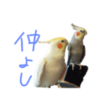 おかめおかおか（個別スタンプ：3）