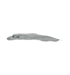ぼくの魚たち（個別スタンプ：1）