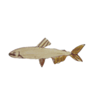 ぼくの魚たち（個別スタンプ：13）