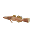 ぼくの魚たち（個別スタンプ：14）