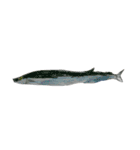 ぼくの魚たち（個別スタンプ：16）