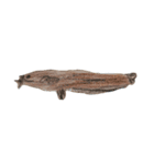 ぼくの魚たち2（個別スタンプ：4）