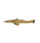 ぼくの魚たち2（個別スタンプ：5）