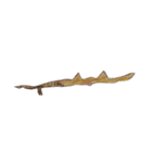 ぼくの魚たち2（個別スタンプ：8）