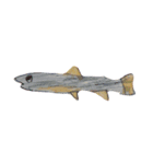 ぼくの魚たち3（個別スタンプ：2）
