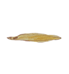 ぼくの魚たち3（個別スタンプ：10）
