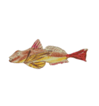 ぼくの魚たち3（個別スタンプ：12）