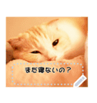 ちょこ【ねこ】の「ちょこっと一言」（個別スタンプ：1）