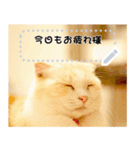 ちょこ【ねこ】の「ちょこっと一言」（個別スタンプ：4）