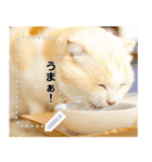 ちょこ【ねこ】の「ちょこっと一言」（個別スタンプ：7）