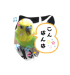 インコちゃん4（個別スタンプ：3）