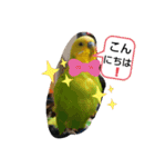 インコちゃん4（個別スタンプ：5）