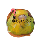 インコちゃん4（個別スタンプ：10）