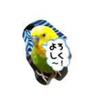 インコちゃん4（個別スタンプ：12）