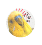 インコちゃん4（個別スタンプ：13）