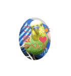 インコちゃん4（個別スタンプ：16）
