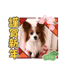 めるのお正月（個別スタンプ：6）