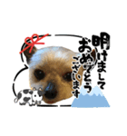 まめたの年末年始（個別スタンプ：7）