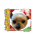 まめたの年末年始（個別スタンプ：8）
