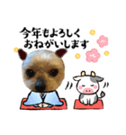 まめたの年末年始（個別スタンプ：10）