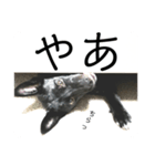 ノアぞー2（個別スタンプ：3）