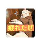 jikyo.y（個別スタンプ：11）