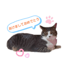 モモ＆ララスタンプ（個別スタンプ：3）