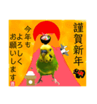 愛しのインコさん♪（個別スタンプ：1）