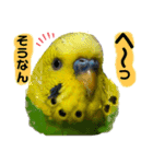 愛しのインコさん♪（個別スタンプ：2）