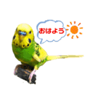 愛しのインコさん♪（個別スタンプ：3）