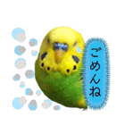 愛しのインコさん♪（個別スタンプ：4）