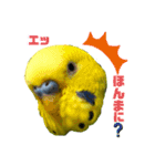 愛しのインコさん♪（個別スタンプ：5）