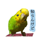 愛しのインコさん♪（個別スタンプ：6）