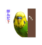 愛しのインコさん♪（個別スタンプ：7）