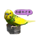 愛しのインコさん♪（個別スタンプ：8）