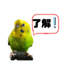 愛しのインコさん♪（個別スタンプ：9）