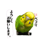 愛しのインコさん♪（個別スタンプ：10）