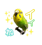 愛しのインコさん♪（個別スタンプ：11）