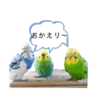 愛しのインコさん♪（個別スタンプ：12）