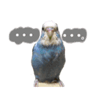 愛しのインコさん♪（個別スタンプ：13）