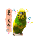 愛しのインコさん♪（個別スタンプ：14）
