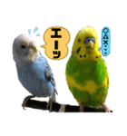 愛しのインコさん♪（個別スタンプ：15）