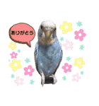 愛しのインコさん♪（個別スタンプ：16）
