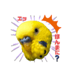愛しのインコさん♪（個別スタンプ：17）
