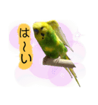 愛しのインコさん♪（個別スタンプ：20）