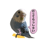 愛しのインコさん♪（個別スタンプ：21）