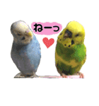 愛しのインコさん♪（個別スタンプ：22）